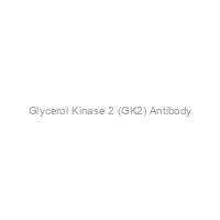 Glycerol Kinase 2 (GK2) Antibody